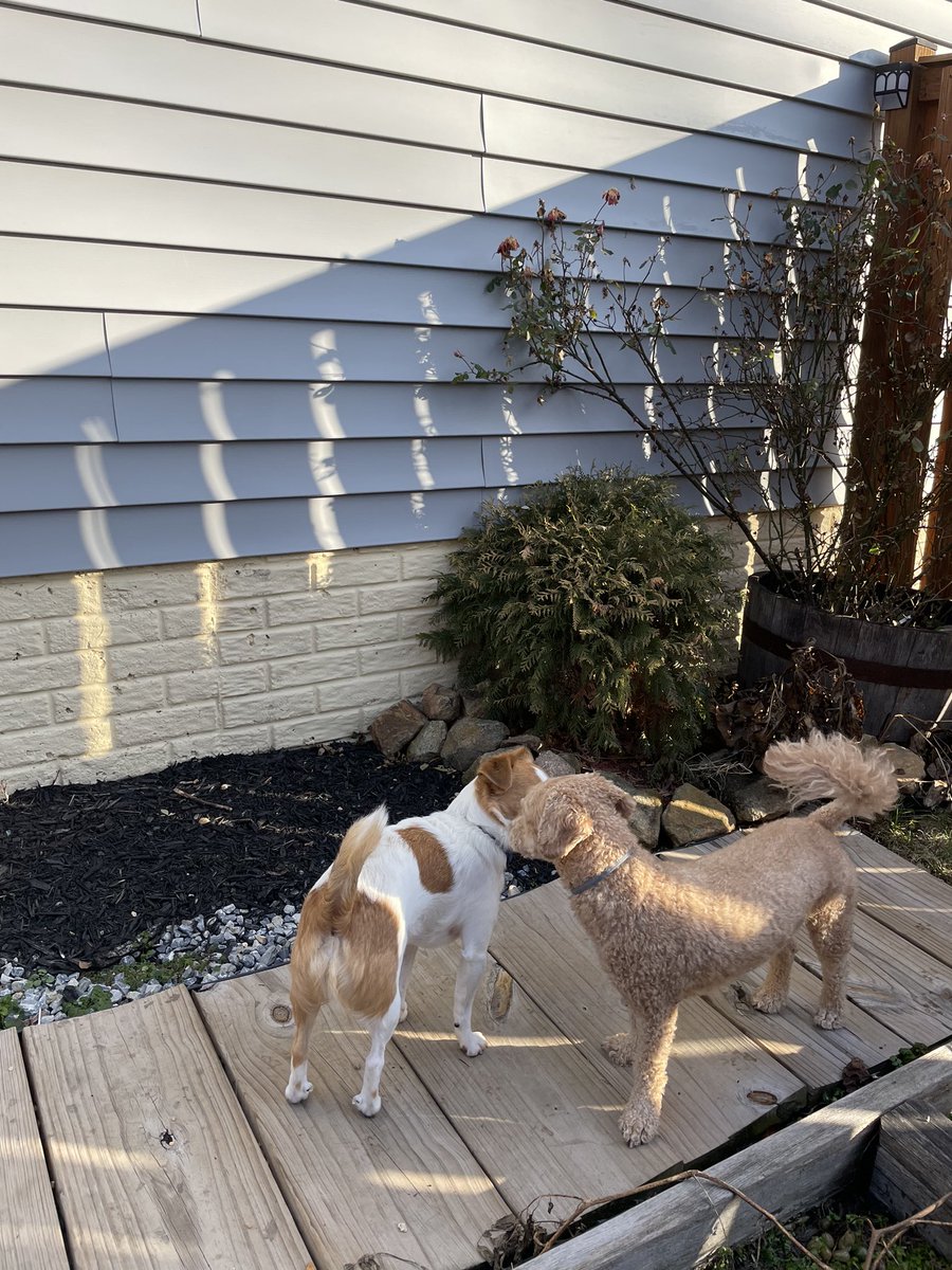 LoganLukeLloyd's tweet photo. Mr. Logan living his best life in Virginia while mom and dad are shivering in the snow up north https://t.co/beOrRO4hSR