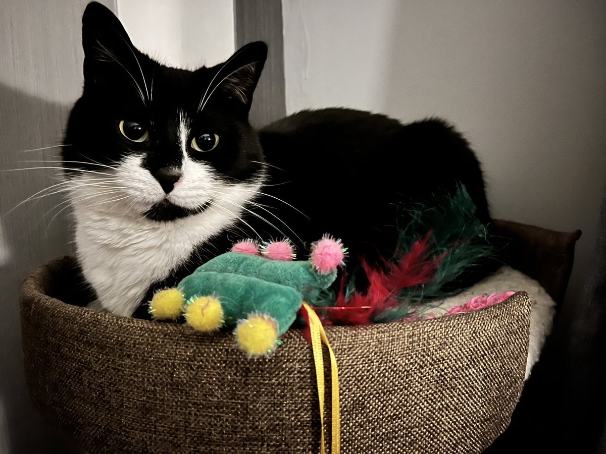 DirtyGardenH0E's tweet photo. SOMEONE STOLE A WHOLE BAG OF CATNIP!
Heโs currently buzzing off his nut and has been coy and cute. The bag was wet.
#CatsOnTwitter #CatsofTwittter #TwatticusCatticus #SmackHead https://t.co/jEP9Cf6Trw