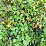 Photo by Florida Native Plants / Waking Native Nursery (@WakingNative)