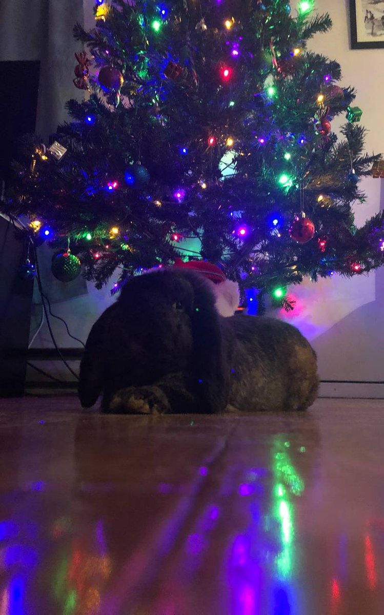 manyasiikk's tweet photo. Уже ждёт свои подарки 🎁🎄 https://t.co/U7YUlwAUkI