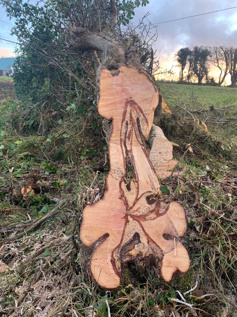 Great cut by Steve Bass to get this thick old stem near Castlebar to go over. Years of neglect and poor management lead to this type of multi-stemmed stump turning  hedgelaying into a slow, heavy job it's not intended to be.
@TeagascEnviron @IFAmedia @EcoEye @IrishEnvNet