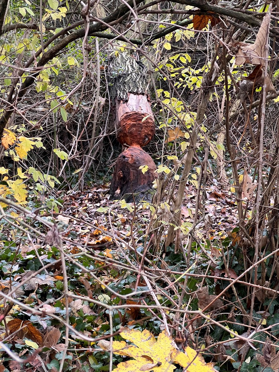 MainHattersheim's tweet image. 🌳🦫 Der Schwarzbachweg zwischen dem Hangeswiesenweg und dem Okrifteler Wehr muss aufgrund von Biberschäden an mehreren Bäumen gesperrt werden. Es besteht akute Baumbruch- und Lebensgefahr. Nach Weihnachten klärt ein Gutachter, welche Maßnahmen getroffen werden müssen.🌳🦫