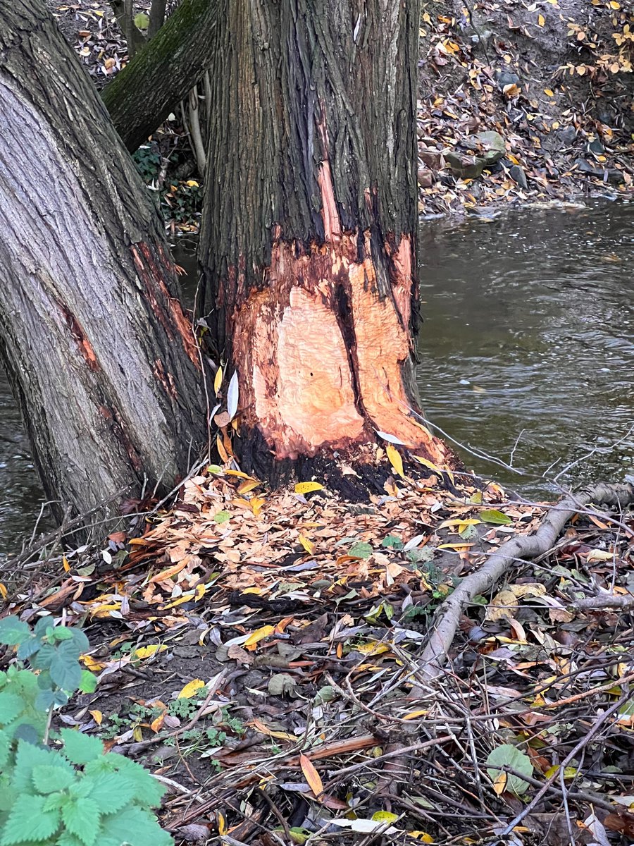MainHattersheim's tweet image. 🌳🦫 Der Schwarzbachweg zwischen dem Hangeswiesenweg und dem Okrifteler Wehr muss aufgrund von Biberschäden an mehreren Bäumen gesperrt werden. Es besteht akute Baumbruch- und Lebensgefahr. Nach Weihnachten klärt ein Gutachter, welche Maßnahmen getroffen werden müssen.🌳🦫