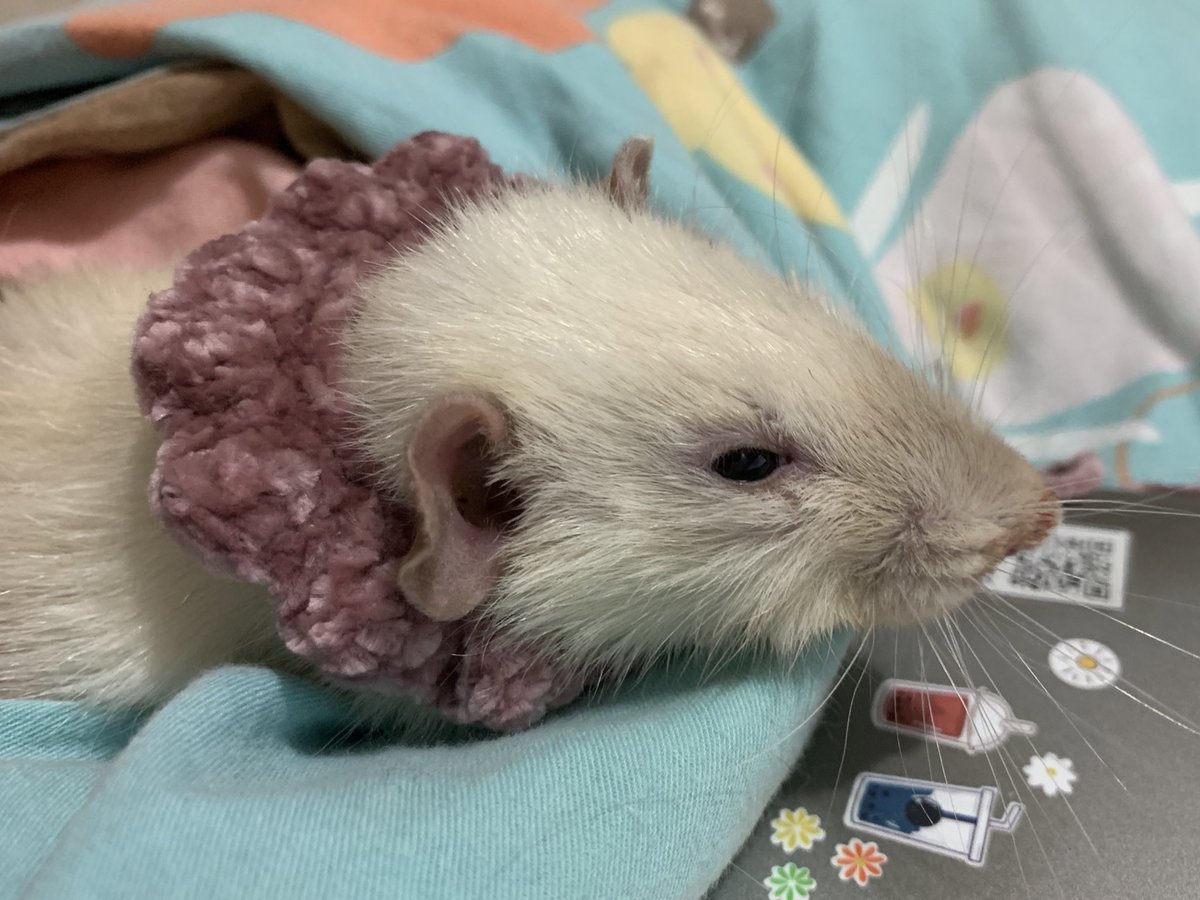 好希望明天一睁眼，我的鼠还在我脖子上睡。但再也不可能实现了