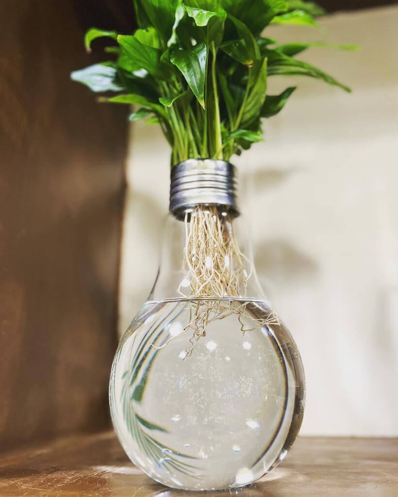 Scottiverdesign's tweet photo. Applicazione del greendesign e di come arredare con le piante 🌱 in modo originale… Scegli il 🎁 giusto per Natale da #scottiverdesign 
.
.
.
#greendesign #greendecor #interiordesign #interioredecor #arredareconlepiante #urbanjungle #regalidinatale #na… https://t.co/jc83UQ3wky https://t.co/fTo4JWpfL1