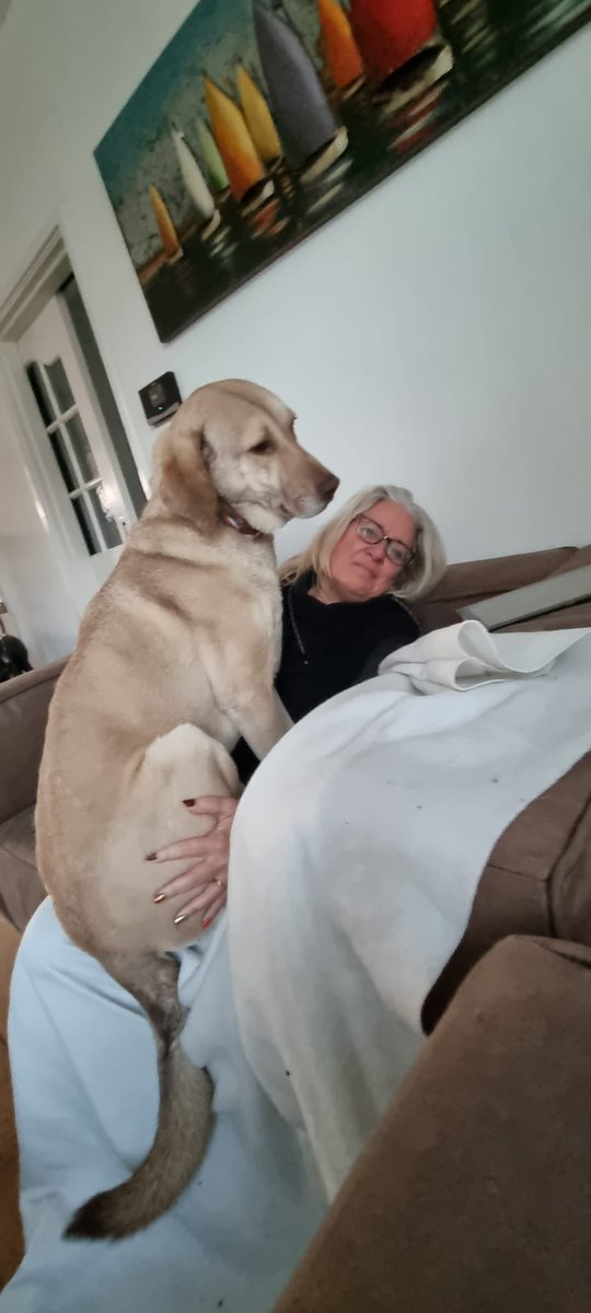 Soms is een chihuahua handiger. #hanim #turkserioolbuishond #AdoptDontShop #shelterismyfavouritebread