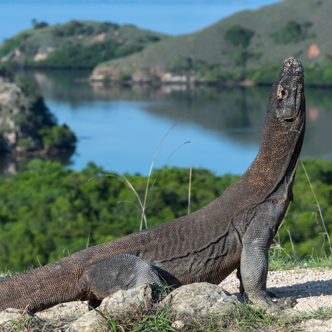 #Komodo and #Rinca are the only two places in the world where you can admire the Komodo monitor lizards, which take their name from the island.
#Padar is characterized by high hills, cliffs that drop sheer into the ocean and turquoise bays with black, white and pink sand beaches.