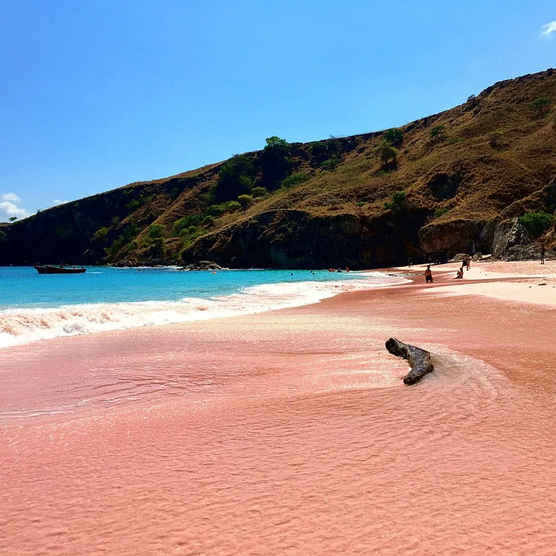 nftbooking's tweet photo. Komodo's #Pinkbeach is undoubtedly the most famous of the archipelago. The coral fragments, combined with the fine white sand, give the beach a unique nuance. https://t.co/OAd4FiJgLu