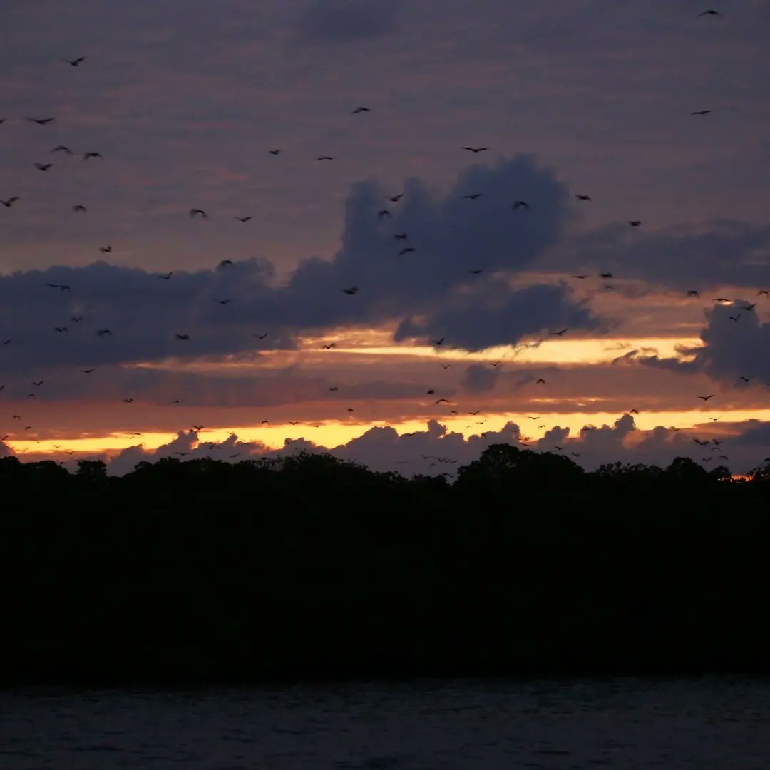 The island of Pulau Kalong takes its name from its inhabitants: it means "bats".
The ideal time to visit Kalong Island is at sunset when the sky is invaded by hundreds of huge bats
#pulau #kalong #bats #kalongisland #sunset #nftbooking #nft #traveltheworld