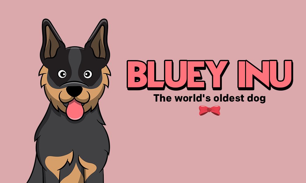 Bluey Inu tweet media