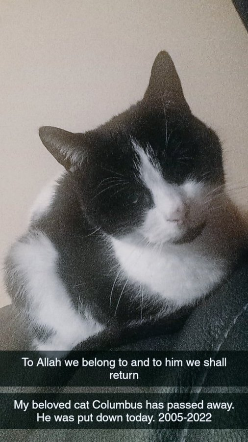 ((Hello Twitterponies. I regret to inform everyone that my Beloved Cat Columbus has passed away today.He was put down.))