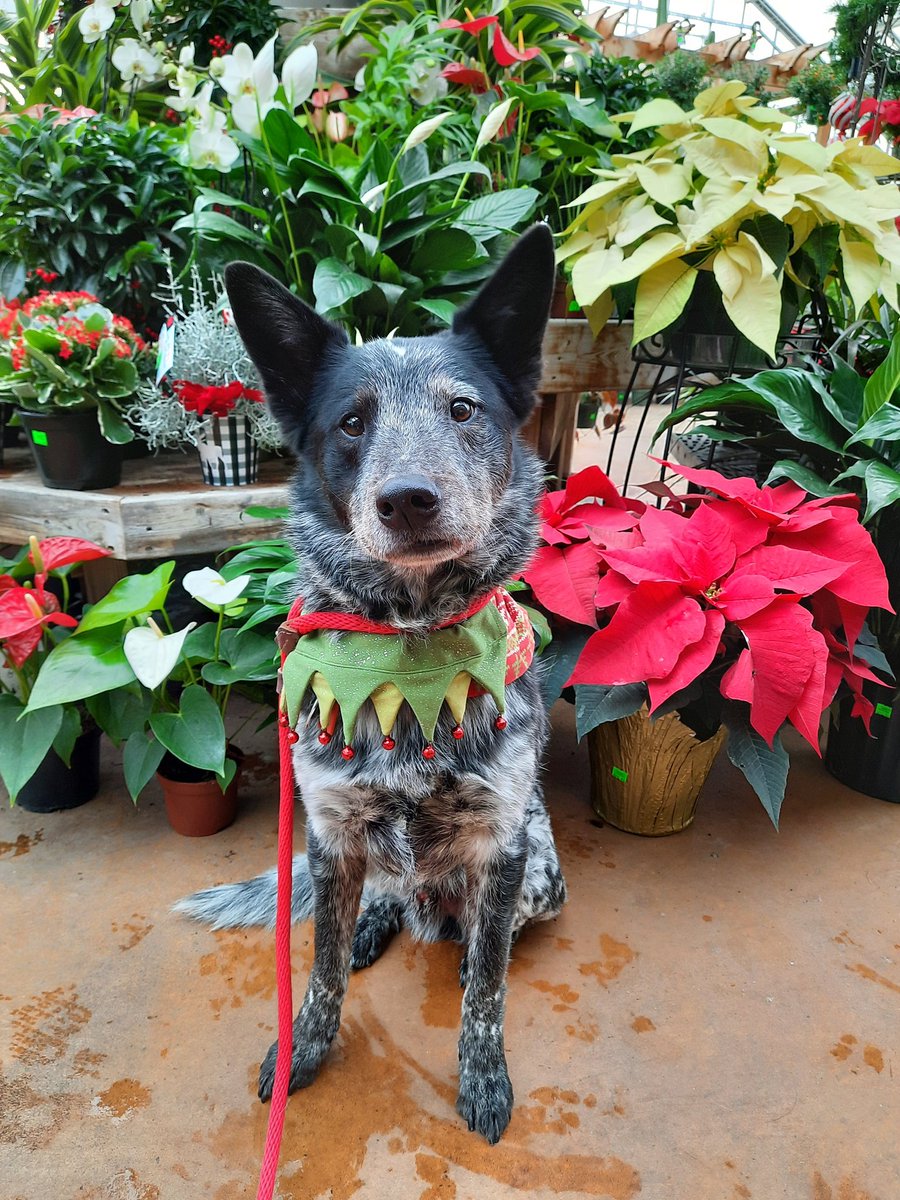 TrueBlueBodhi tweet media