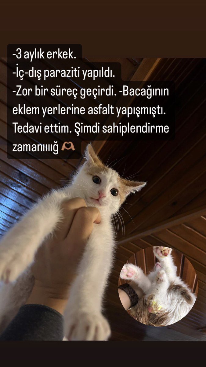 Sahiplenmek isteyen olur mu?