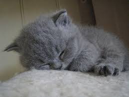 HumEeping's tweet image. hhhhhhi    i  anm    eeping     ,,  i   awlay   eepy   ,, thjs  is       mmmmmme     ..  i   hob   wi cnan     all    bbbbe freinds..... I   eep naow. #humtwt