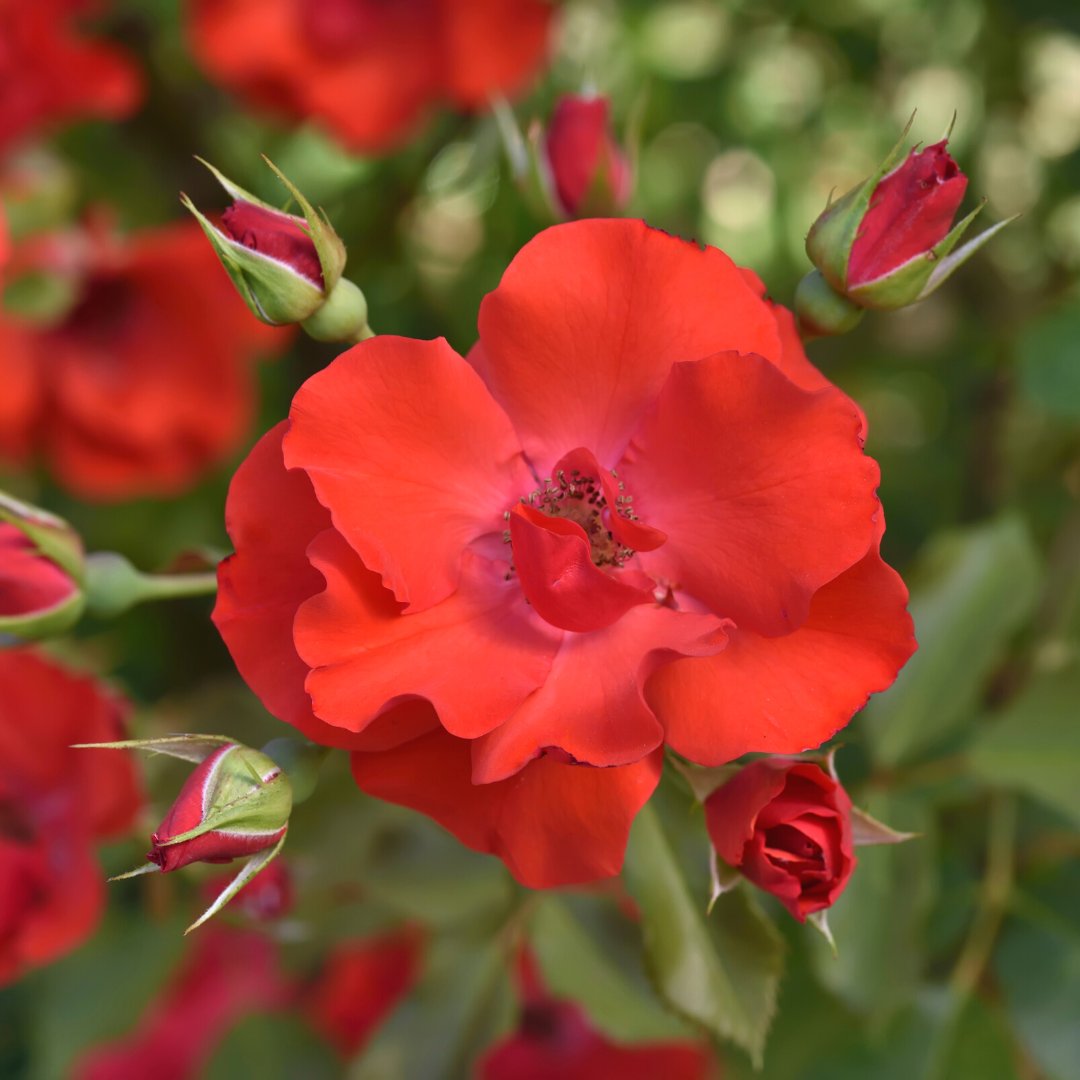 SunStateLM's tweet photo. Why do we love winter in Arizona? Because we can still plant annuals and perennials!

From now through January, it's the best time for planting roses in the Phoenix area. Before we know it, they'll be in full bloom and adding visual interest and variety to our properties! https://t.co/HUFonL3m8W