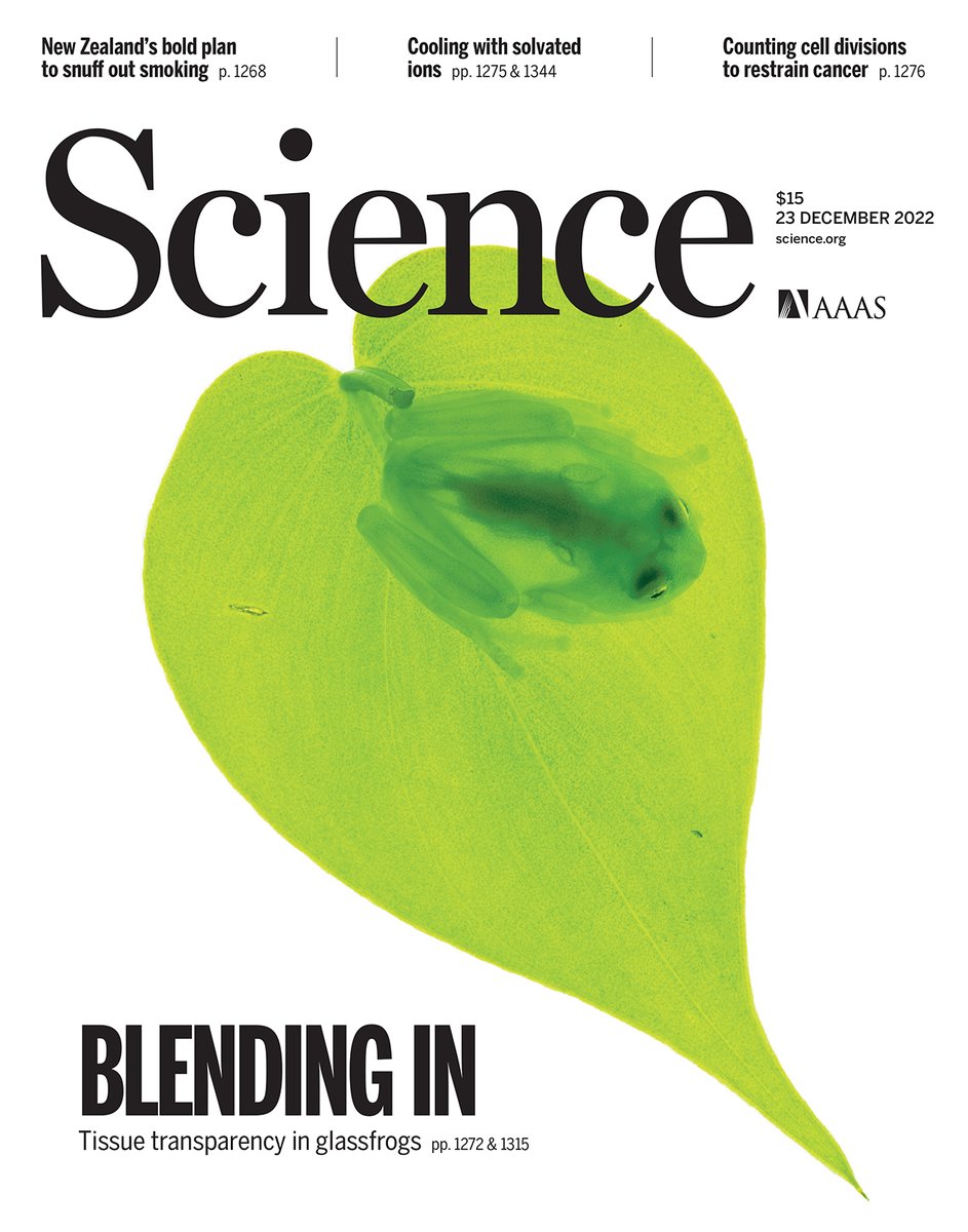 Tiny, translucent glassfrogs increase their transparency two- to threefold while sleeping by temporarily storing red blood cells in their liver, according to a new Science study. Learn more in this week’s issue: scim.ag/WY