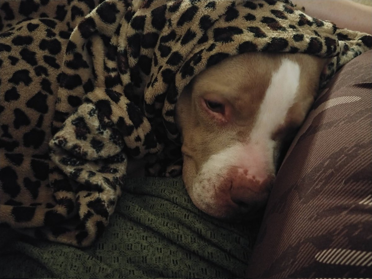 Aye_Hon's tweet photo. @BlondeBrandy This absolute diva requires blankets, pillows, and cuddles while on the couch. https://t.co/uZ0yHxabJp