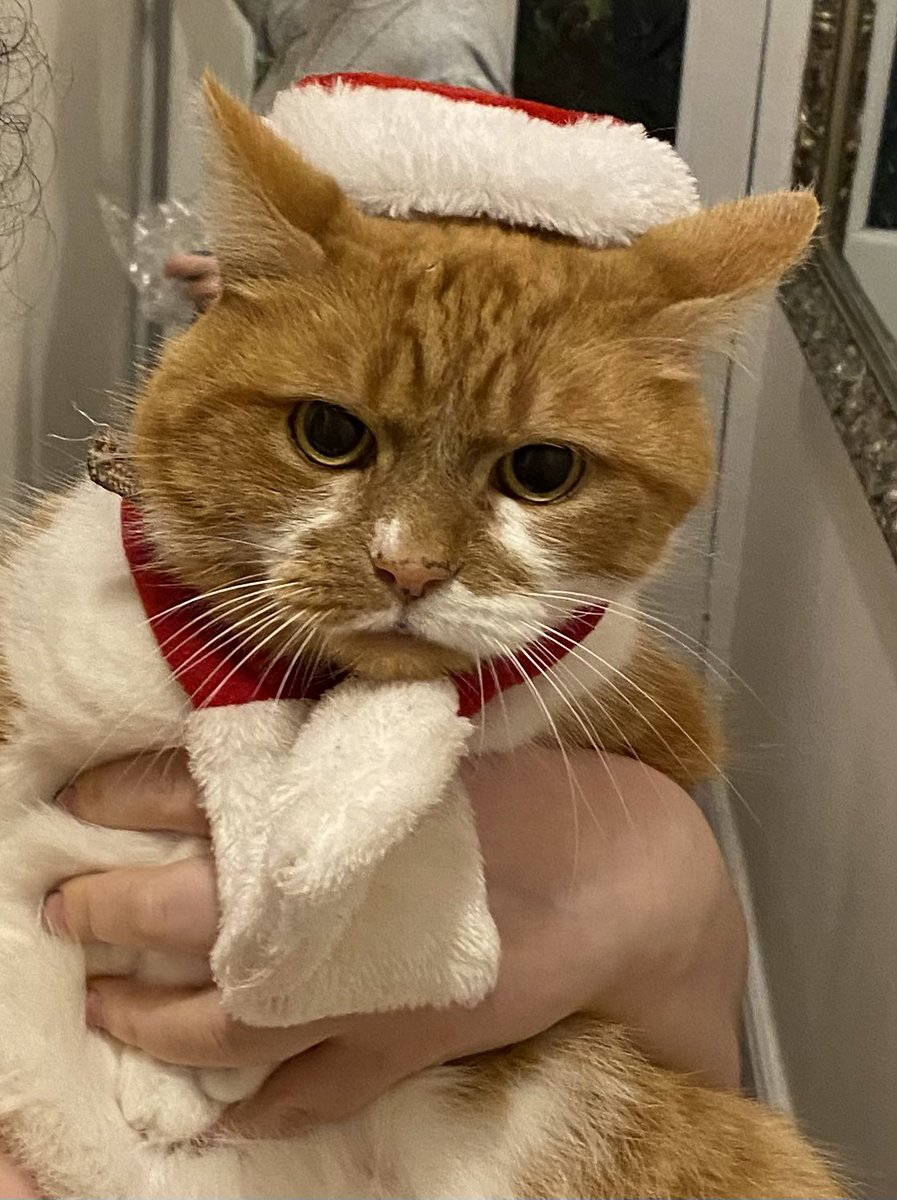 JonBeeson's tweet photo. @twickerati Toffee, aged 12. TW2. https://t.co/bR8TsPkfJH