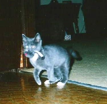 SusieQ6shooter's tweet photo. #ThrowbackThursday #Grayce It was a year this Dec. 6th when my #Grayce  crossed #RainbowBridge. I had the pleasure of having her for over 16 years. She taught me &amp; my heart about #love &amp; a lot more. Cuddle &amp; love your pet daily cuz they truly are good #therapy. https://t.co/RxOGlCha89