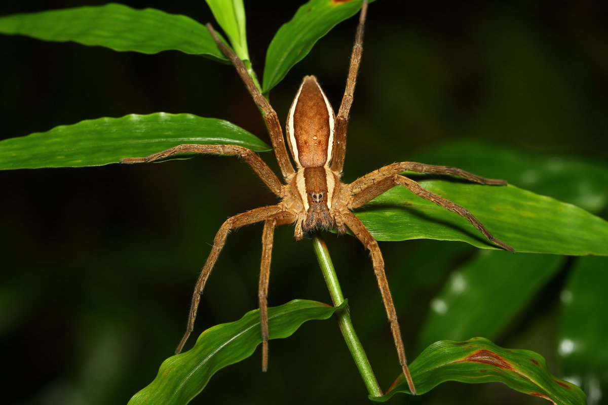 Dolomedes sulfureus L. Koch, 1878 is one of the few non-aquatic Dolomedes. In Taiwan, they can only be found in the north and central parts of the island; inhabiting forest edges or river banks but never engaging water bodies.