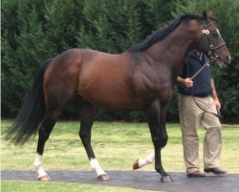 HORSERACING1002's tweet photo. TALE OF THE CAT 🇺🇸 1994
(STORM CAT - YARN BY MR. PROSPECTOR) #TaleoftheCat
B/ Indian Creek, Freedman, Lascelle (KY) Apr 13, 1994
O/ Phantom Horse Farm, Coolmore
T/ John Forbes
KEESEP $375,000
9-5-1-2----$360,900
King's Bishop S G2
2nd Whitney H G1
3rd Vosburgh S G1 (2). https://t.co/58TRqz2YYJ