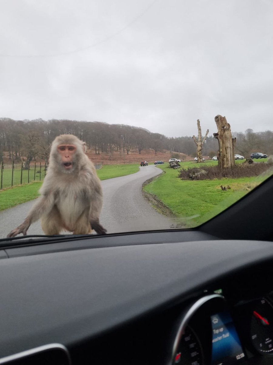 TubboTWO's tweet photo. Out with family all day today so also no steam today but I’ll be live for a B day stream tomorrow :)
p.s look at this monkey that jumped on to my car https://t.co/DE2f7Tp59l