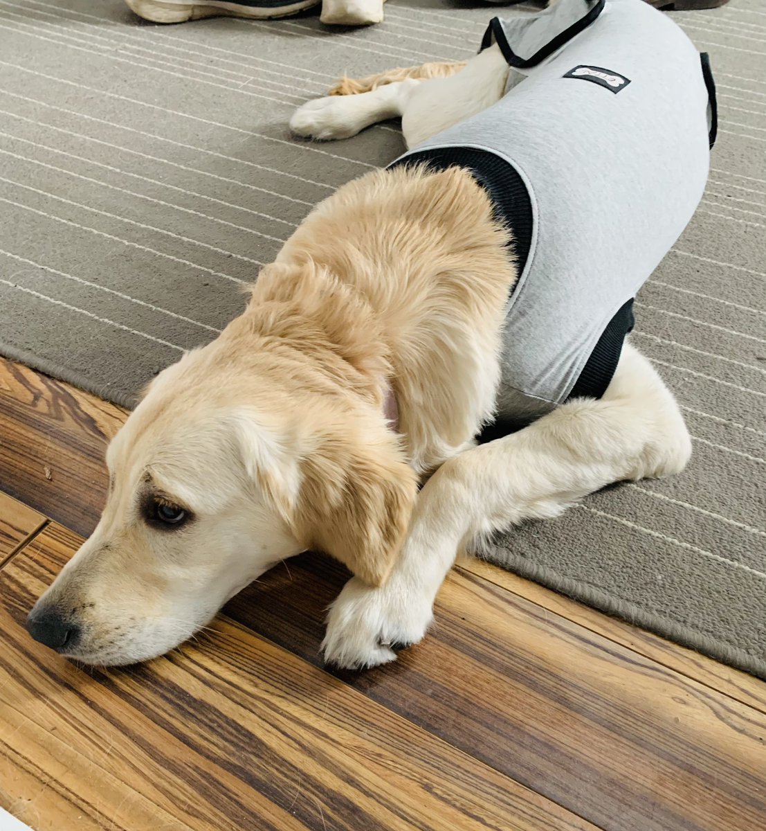 Sarah Wright-Gilbert (she/her) tweet media