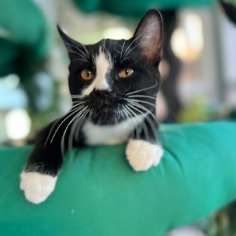 cityofcalgary's tweet photo. Did you know the Calgary food bank stocks pet food as well? 🐕🐈

If you are struggling to get food for your pets, you can get help from the Calgary food bank. There are resources to help you care for all the cherished parts of your family.

Visit 👇 for details.