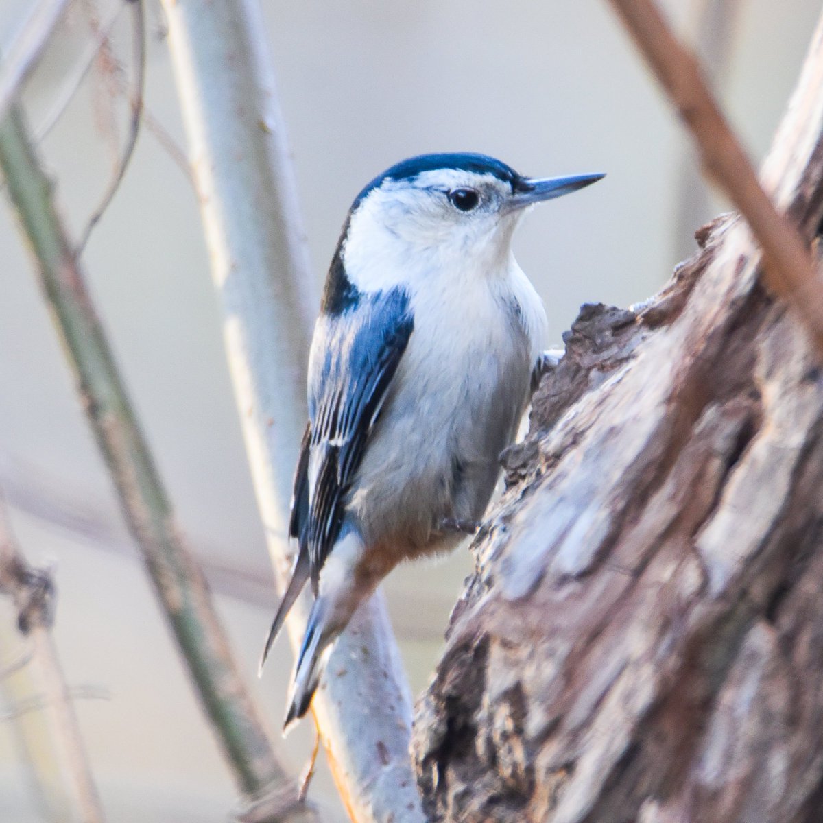 A Nuthatch who is about to get down the serious business of being a Nuthatch. For the moment at least it is right side up, but I have a feeling that won't last for long.

#your_best_birds #marvelouz_animals_ #total_birds
#kings_birds #made_nature_pics #onfire_animals
#birdpose