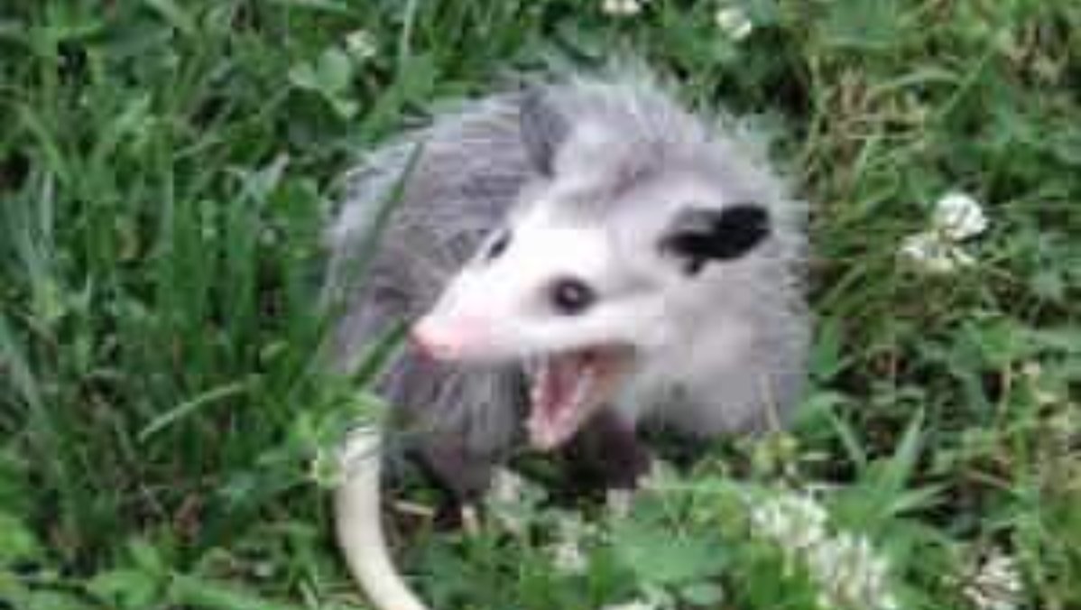 TenzanTR's tweet image. 