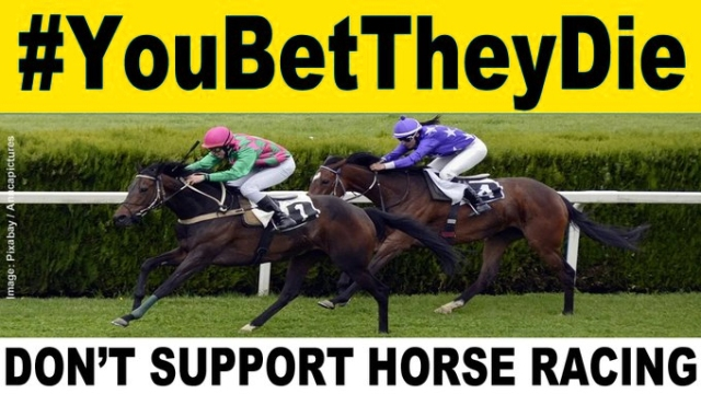 Confirmed DEAD: 7-year-old British horse Winning Rascal who was "PULLED UP LAME" in a race at #Clonmel Racecourse on 27 October 2022 💔🐴banbloodsports.wordpress.com/2021/08/19/hor… #YouBetTheyDie Don't support horse racing ❌🏇❌