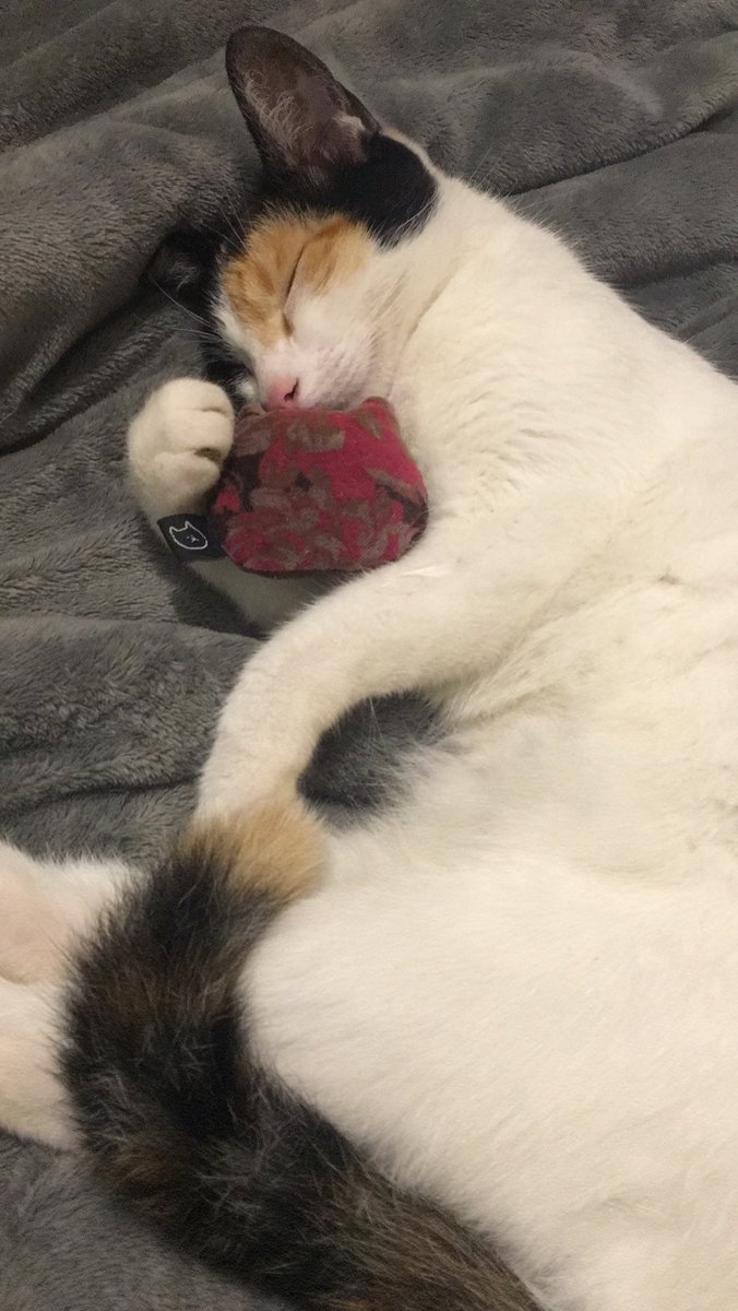 gorepontocom's tweet photo. cata y su catito https://t.co/ivIUCPUK9B