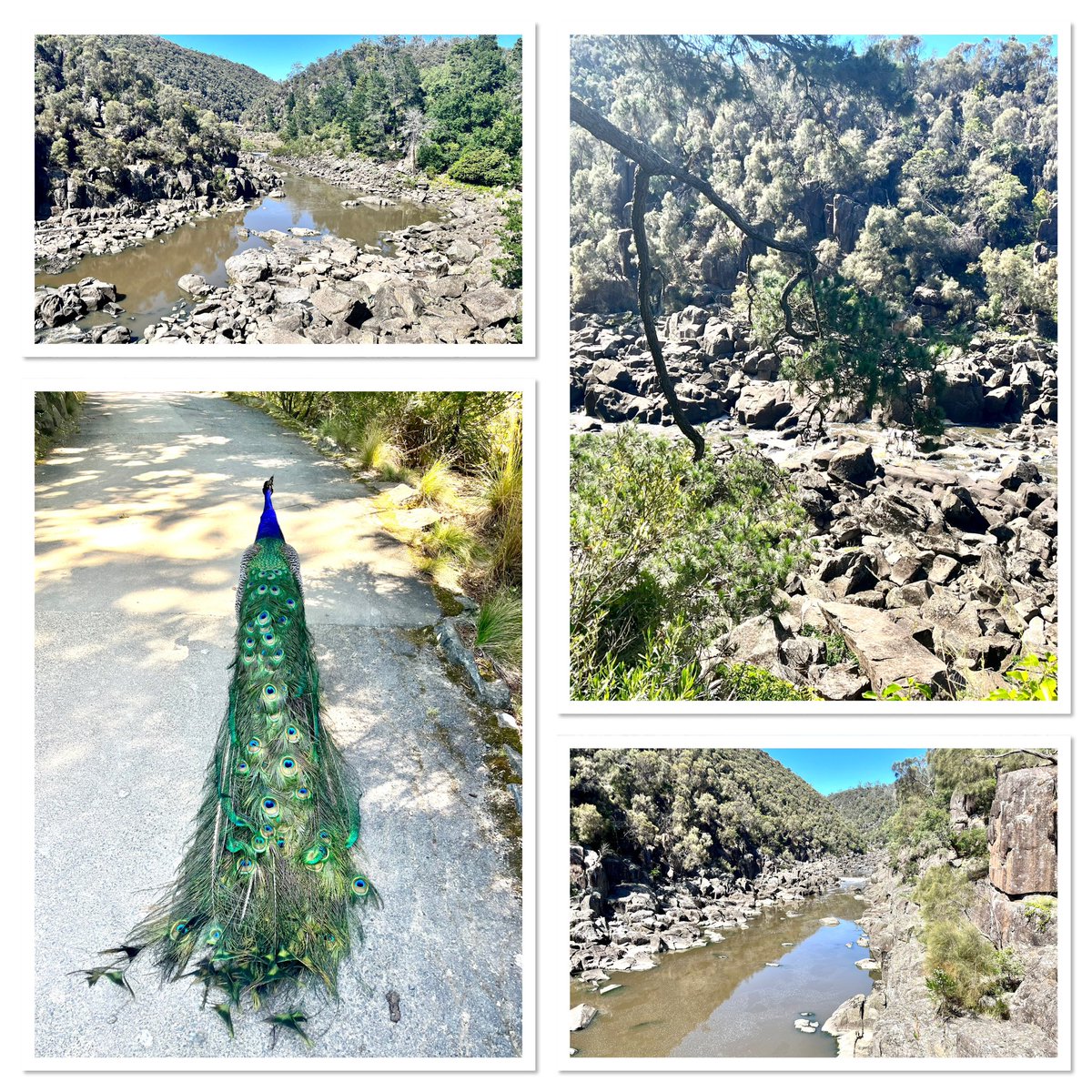 MagicAndPasta's tweet photo. How lucky are we to have so many beautiful places right on our doorstep? 
#Launceston #CataractGorge https://t.co/WdjxAkhLlJ
