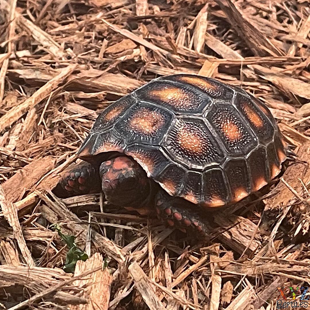 XYZReptiles's tweet photo. Cherry Head Red Foot #Tortoises 3-4 inches https://t.co/qHZ3VNIcUo On Sale $299. #XYZReptiles #CherryHeadTortoise #RedFootedTortoise #RedFootTortoise #BabyTortoise #Tortoise #pets #exoticpets #pettortoise #tortoiselover #tortoiselove https://t.co/vJ1M0vycsU