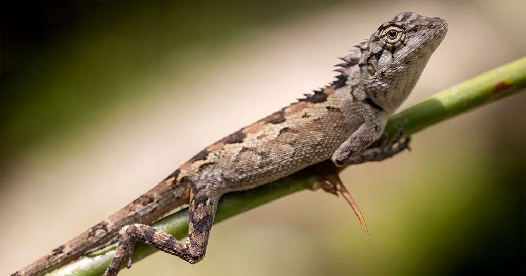 Igor garrryman Imranshoev tweet media