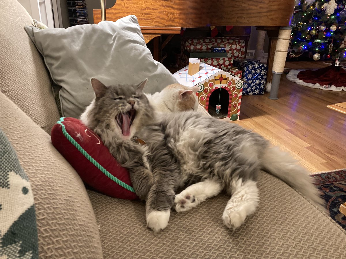 I’m practicing staying up late so I can see Santa and make sure he got me the right kind of treats.
#CatsOfTwittter