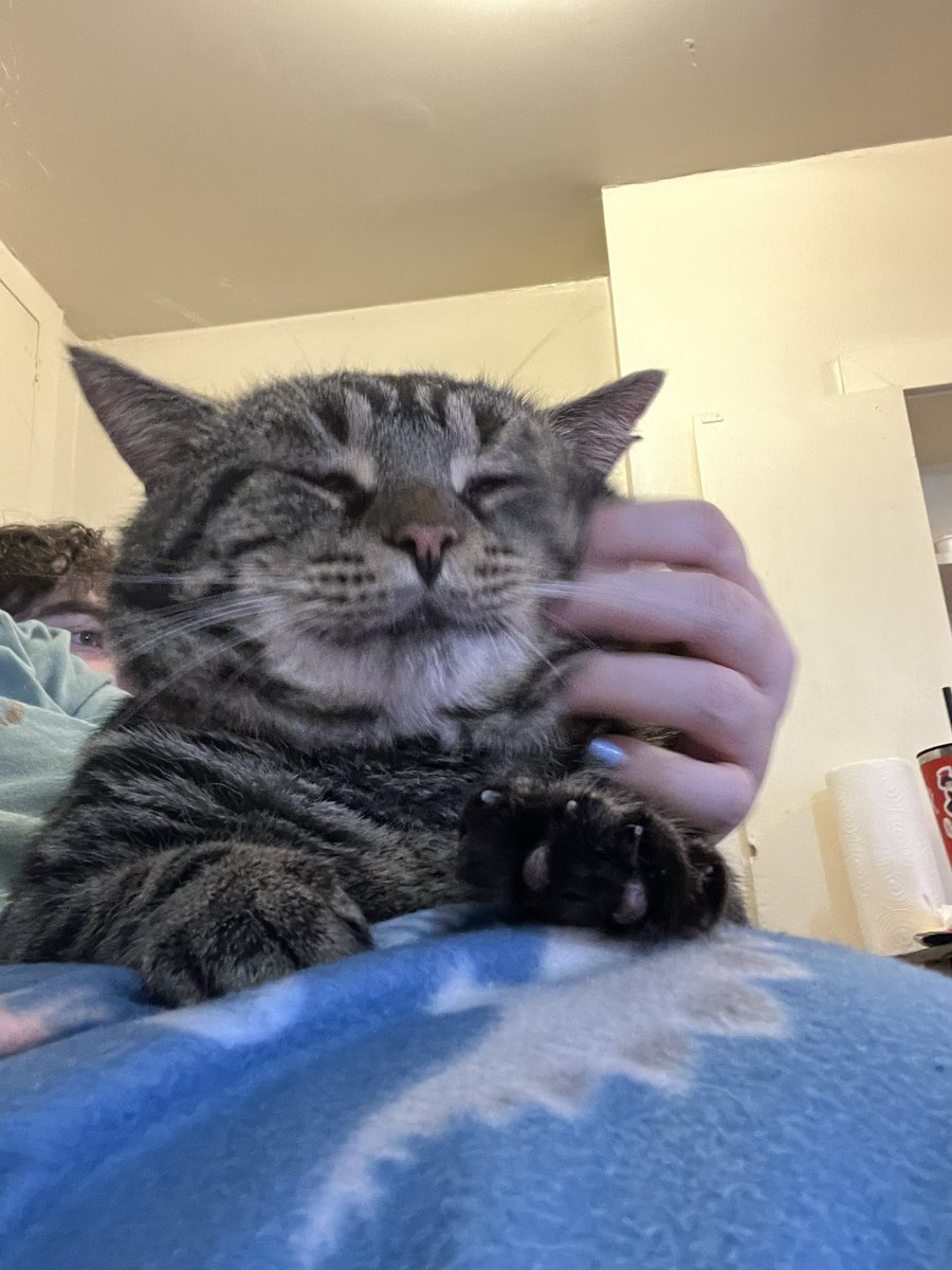 the holidays can be hard for many reasons but i hope you can find some joy in our silly cat as we have