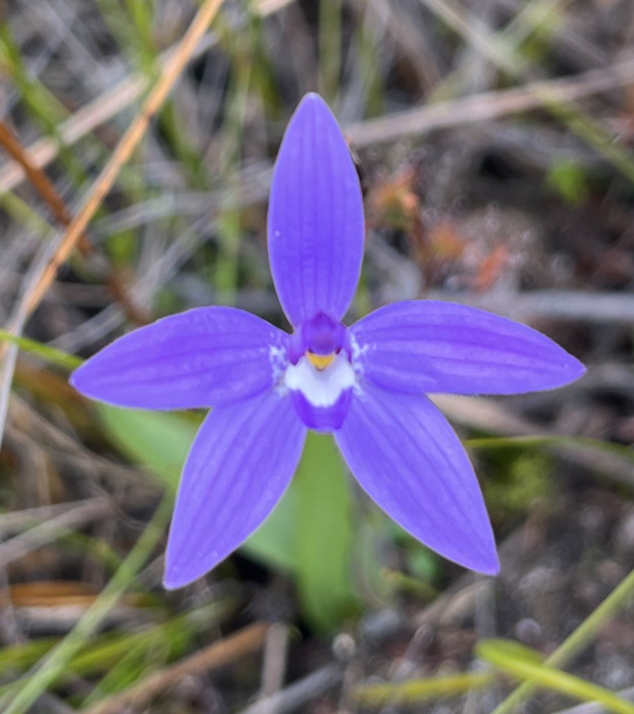 Come & work with us at the wonderful Tasmanian Land Conservancy @Tas_Land! We're looking for a more botanically-minded version of me...🌱🌿🌳🌷🌸 nrmjobs.com.au/jobs/2022/2001…