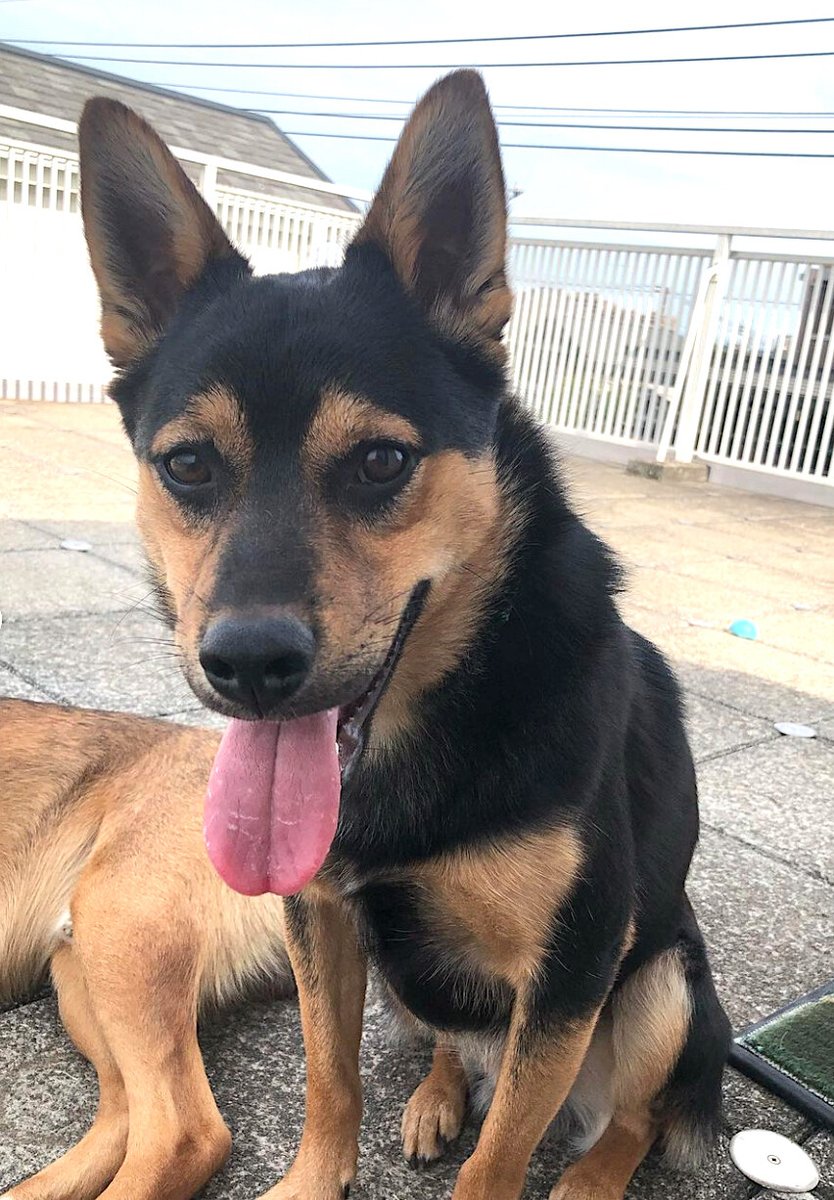 栃木県里親募集動物情報 on Twitter "【里親募集】「mix♂「ファルファッレくん」」東京都 大田区 犬の里親募集