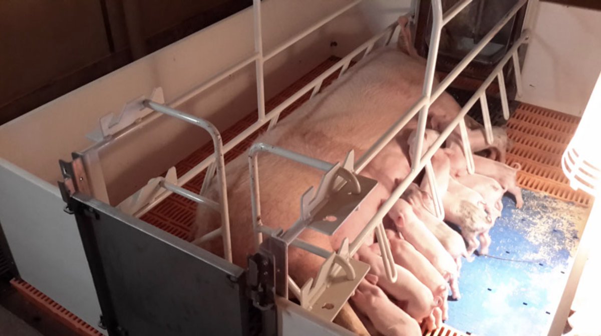 PigEasyLLC's tweet photo. Don’t let current crate washouts be an all-day project, get your PigEasy Farrowing Crate today for simple and thorough washouts!
Simplicity and innovation » https://t.co/6yxSFBw18a
#PigEasy
#EasyIsBetter
#FarrowingCrate https://t.co/EjRxhMKkPG