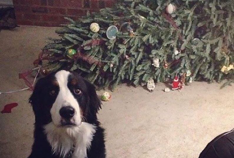 Guarromantico_'s tweet photo. Qué bueno llegaste, fíjate que se desmayo el árbol. 🎄🐶 https://t.co/ul0Vd0Tur4