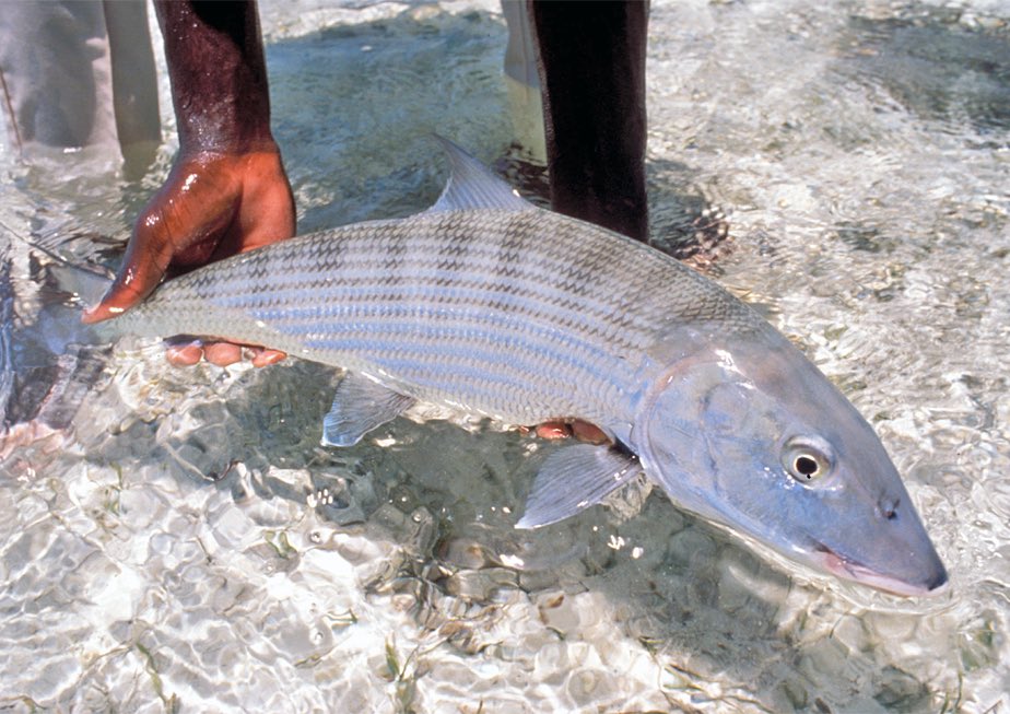 As frigid temperatures and storms descend upon most of North America, we've got tropical destinations on our minds. Christmas Island sounds like a pretty nice place to be this time of year!

#flyfishing #flyfish #flyfishingtravel