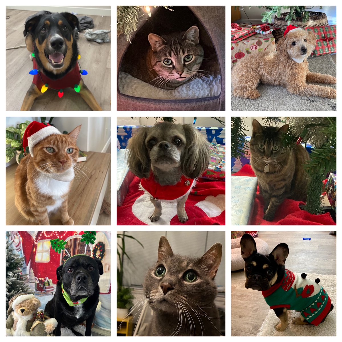 hityour_stride's tweet photo. As the old saying goes, behind every great STRIDE team member, there’s a dog or cat at home that’s waiting impatiently for a boop on the nose... https://t.co/kdK2MDdOTJ