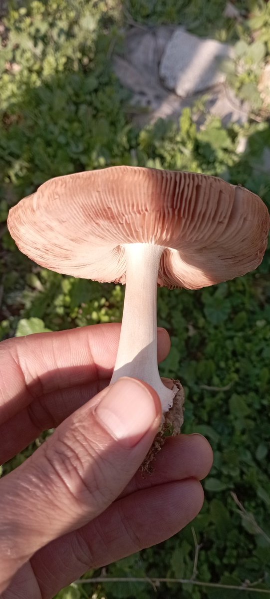 Bu nedir 😆😆😆  ( şaçma soru akımı)