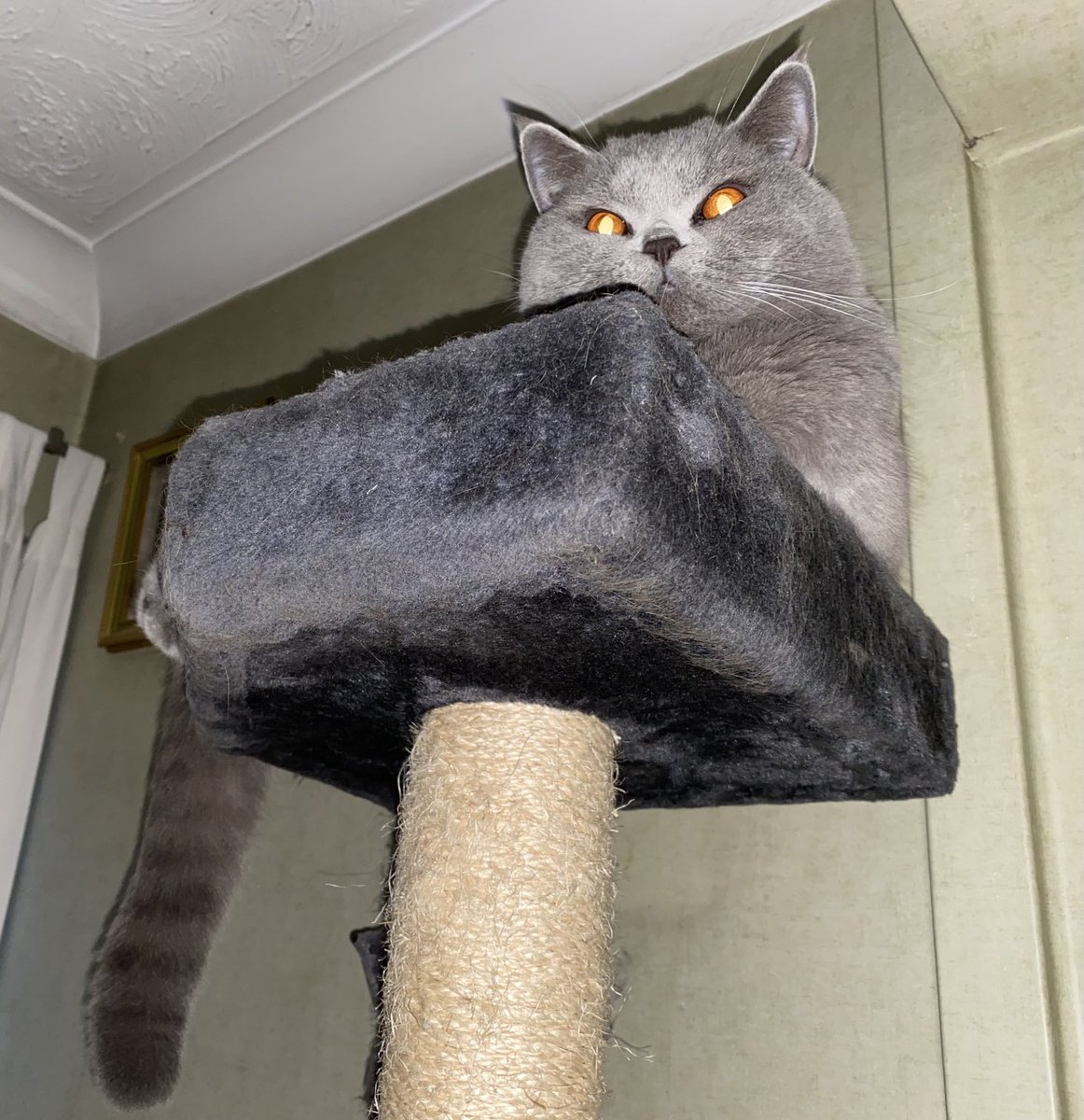 sarahmog's tweet photo. Leo (& his tail that nearly needs its own photo to fit ๐น) on hall cat pole, watching for Santa Paws. Mum worried as their cat toy had to to returned as wouldโnt charge after lasting โ1 x5min rota) #CatsOfTitter https://t.co/VjFMWb2bU4