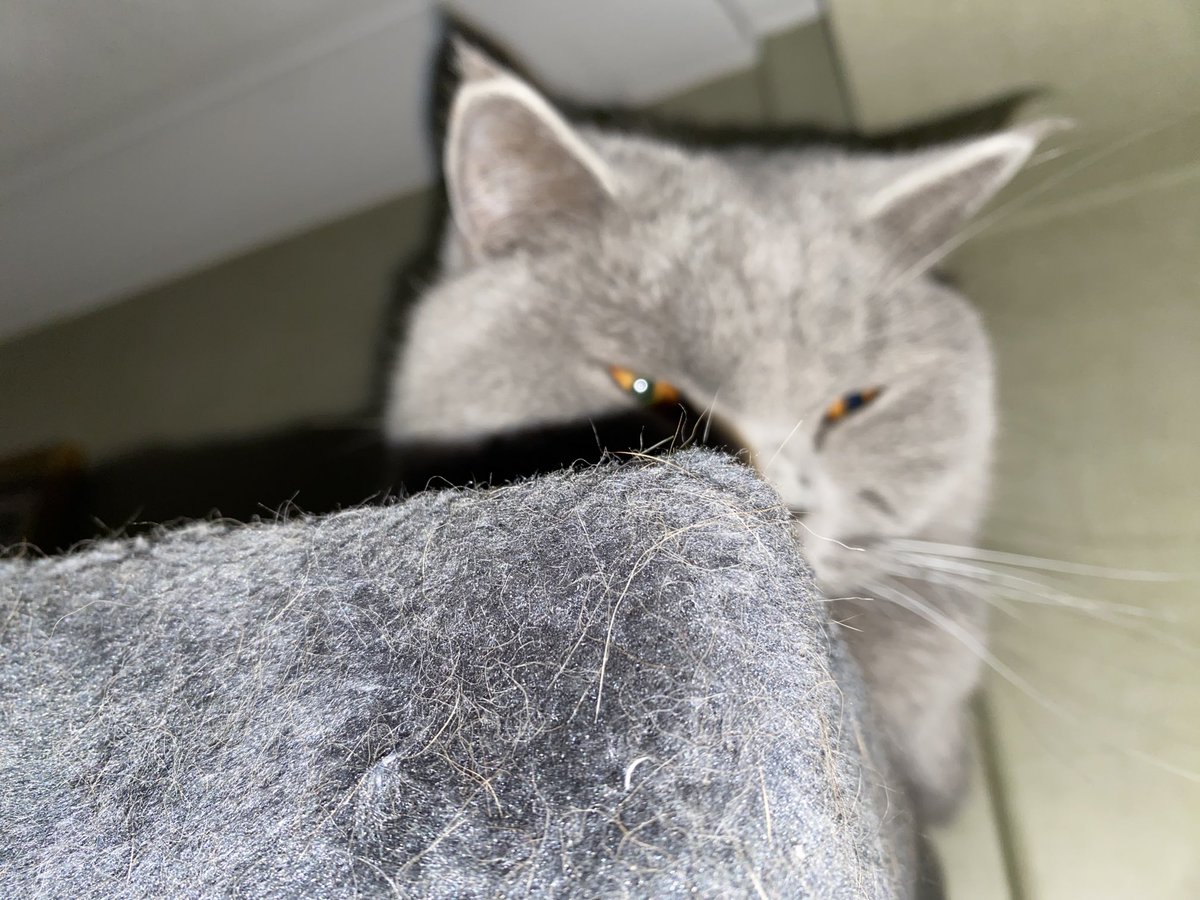 sarahmog's tweet photo. Leo (& his tail that nearly needs its own photo to fit ๐น) on hall cat pole, watching for Santa Paws. Mum worried as their cat toy had to to returned as wouldโnt charge after lasting โ1 x5min rota) #CatsOfTitter https://t.co/VjFMWb2bU4