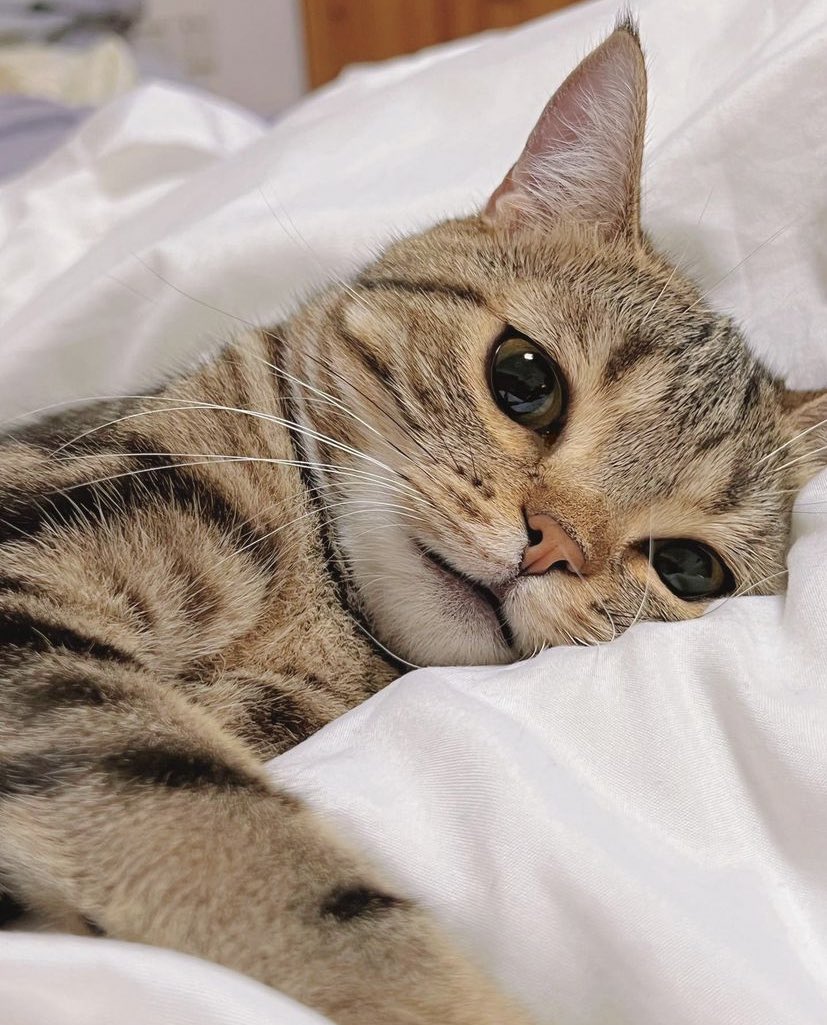 cuteanimalspict's tweet photo. https://t.co/XIJ5bhboen