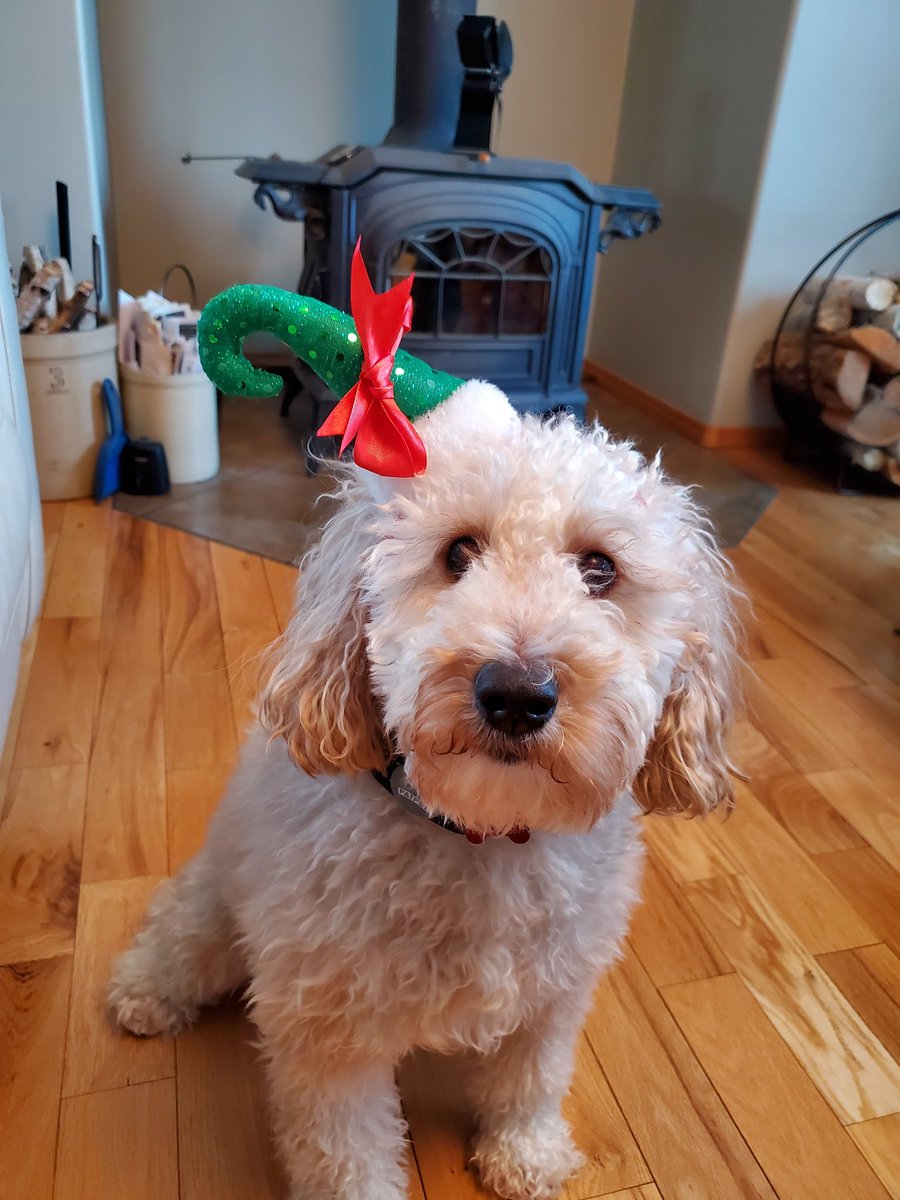 PeterFastCanada's tweet photo. It is beginning to look a lot like Christmas! https://t.co/2IIKhDgZuC