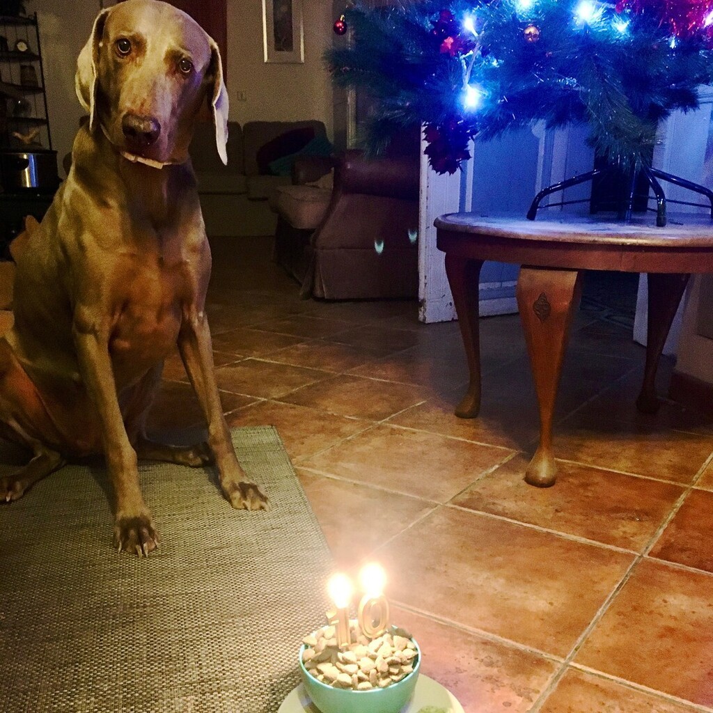 LaFranglaise's tweet photo. Celebrating a special birthday today 🥰🐾 This gorgeous reindeer boy has turned 10 - happy birthday Prancer! 
#lafranglaise #weimaraner #weimaranersofinstagram #weimaraners #livinginlanguedoc #annettemorrisart https://t.co/8RLKJ31aqQ