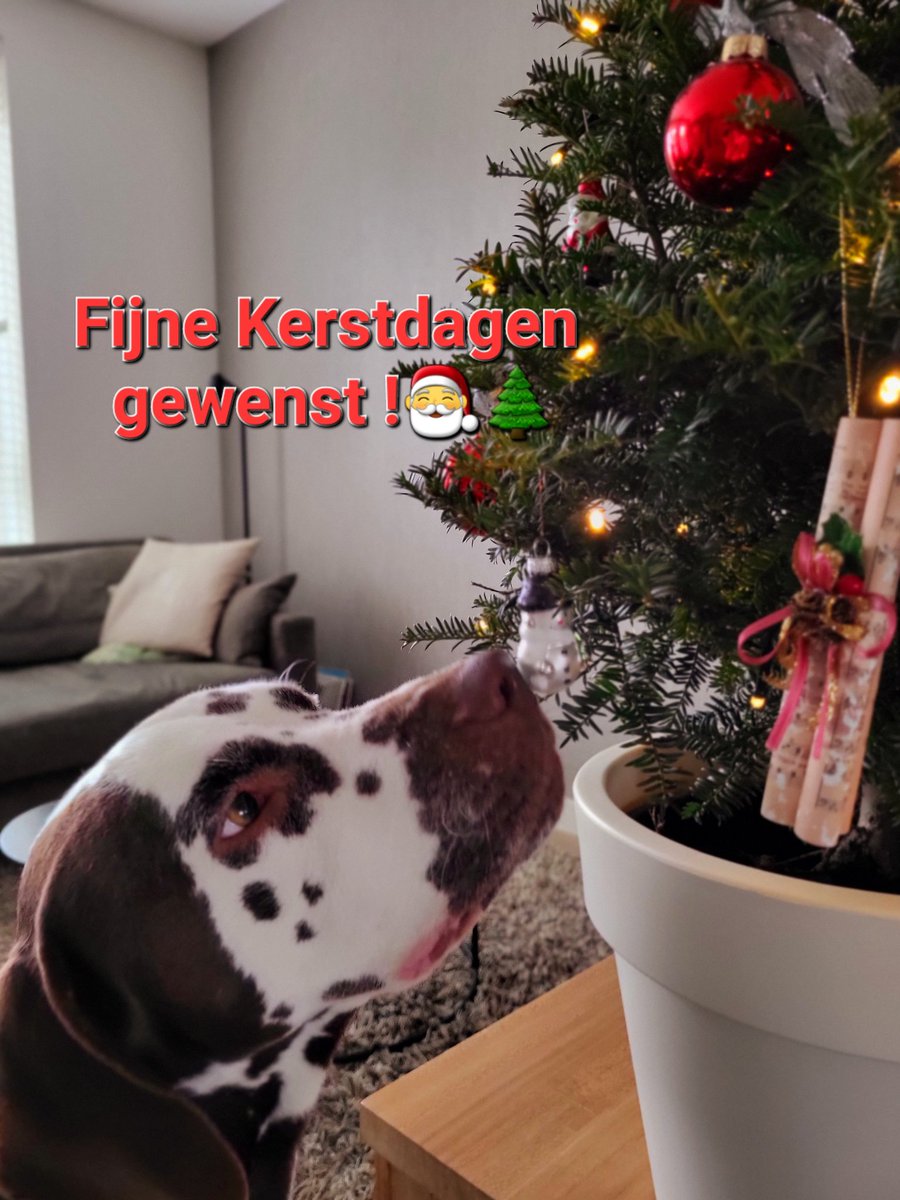 Fijne Kerstdagen en een sprankelend begin van 2023 gewenst!🎄🥂🍾🎅